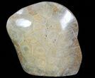 Free-Standing Polished Fossil Coral (Actinocyathus) Display #69362-1